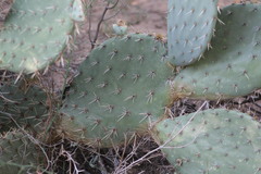Opuntia oricola