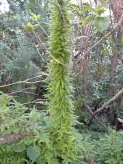 Asparagus scandens
