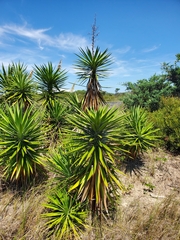 Yucca aloifolia
