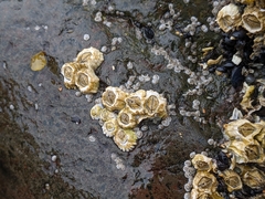 Semibalanus balanoides