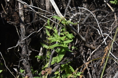 Scutellaria galericulata