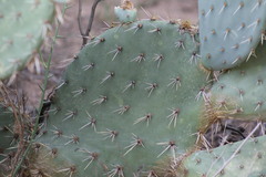 Opuntia oricola
