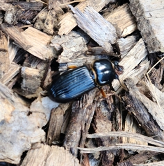 Odontotaenius disjunctus