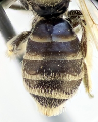 Panurgus canescens