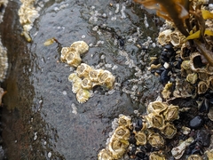 Semibalanus balanoides