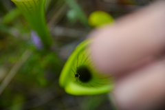 Exyra semicrocea