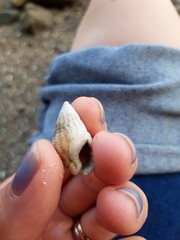 Tritia reticulata