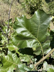 Quercus velutina