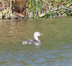 Aechmophorus clarkii