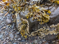 Semibalanus balanoides