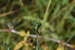 Epilobium palustre