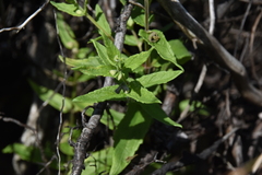 Scutellaria galericulata