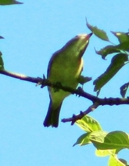 Vireo philadelphicus