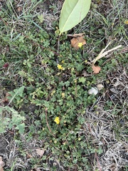 Potentilla reptans