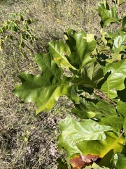 Quercus velutina