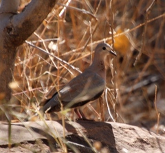 Streptopelia senegalensis senegalensis