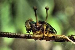 Ophiocordyceps dipterigena