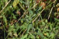 Epilobium palustre