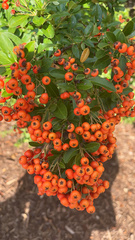 Pyracantha coccinea
