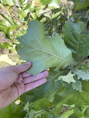 Quercus velutina