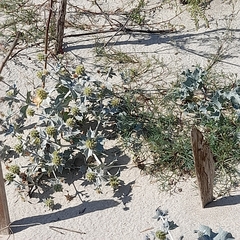 Eryngium maritimum