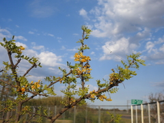 Geoffroea decorticans
