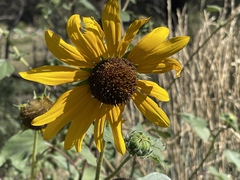 Helianthus petiolaris