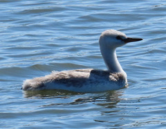 Aechmophorus occidentalis