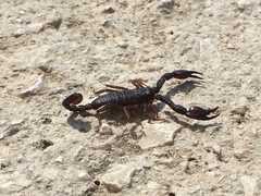 Euscorpius