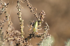 Peucetia viridans
