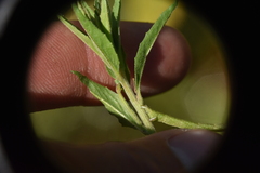 Epilobium palustre