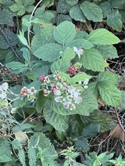 Rubus fruticosus