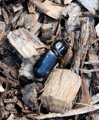 Odontotaenius disjunctus