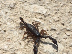 Euscorpius