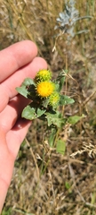 Grindelia squarrosa