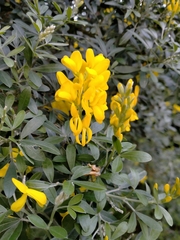 Genista stenopetala