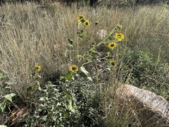 Helianthus petiolaris