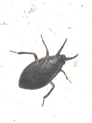 Belostoma flumineum