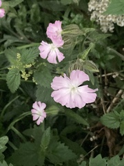 Silene dioica