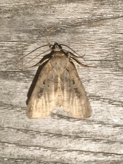 Xestia normanianus
