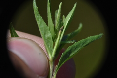 Epilobium palustre
