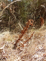Orobanche