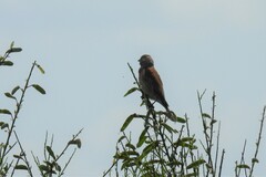 Linaria cannabina cannabina