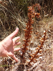 Orobanche