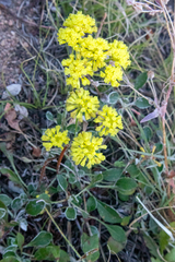 Eriogonum umbellatum