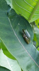 Hyla cinerea