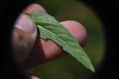 Epilobium palustre