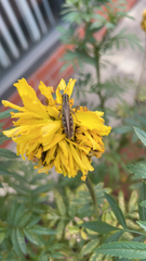 Melanoplini