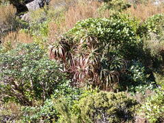 Dracophyllum traversii