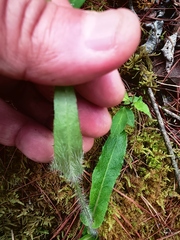 Hieracium abscissum
